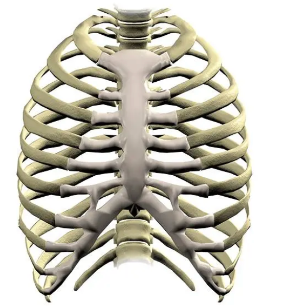 Plates (Trauma & Orthopedics)